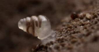 Researchers document new snail species in Croatia