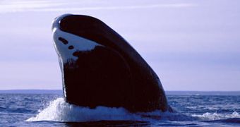 Bowhead whales argued to be making a comeback in Greenland