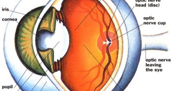 Receptors Hold the Key to Curing Blindness