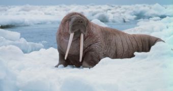 About 10,000 to 20,000 walruses are congregating in Alaska, due to extensive habitat loss