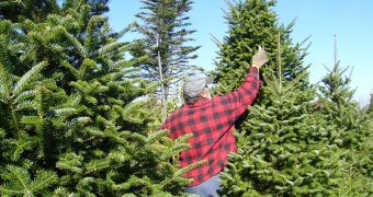 Recycled Christmas Trees Minimize Flood Impact