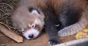Red panda cub is born at a zoo in New Zealand