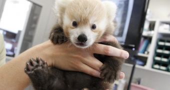 Red panda cub at Lincoln Children's Zoo is growing stronger every day