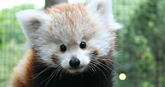 Adorable red panda cub makes its public debut at wildlife park in Indiana, US
