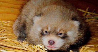 Red panda cub is thriving at zoo in North Dakota