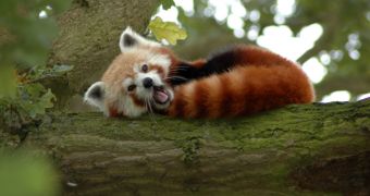 Red pandas make public debut at Bronx Zoo, Prospect Park Zoo