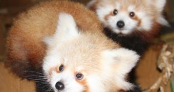 Hamilton Zoo in New Zealand now home to two adorable red panda cubs