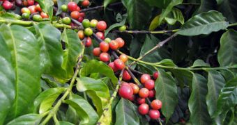 Colombian coffee now threatened by red spider plague
