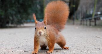 Conservationists say red squirrels are making a comeback in Britain