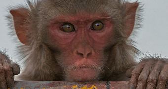 Calorie-restricted diets may prolonged the life span of rhesus monkeys, a new study shows