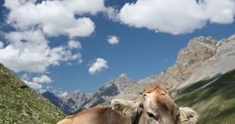 Livestock emissions need to be cut in order to address climate change