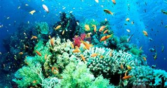 Some coral fish may adapt to climate change