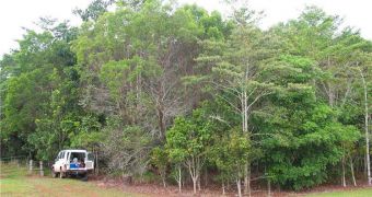 Image showing a diverse rainforest restoration project
