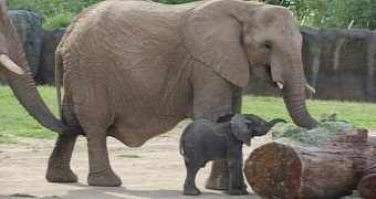 Adorable baby elephant born at zoo in Arizona, US, earlier this month