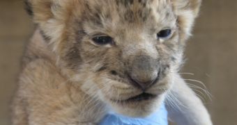On December 23, a lioness at Reid Park Zoo in Tucson, Arizona delivered a litter of five