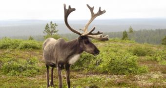 Reindeer living in the Arctic change the color of their eyes from one season to the other