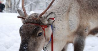 Reindeers' circadian rhythm works different than in non-Arctic species