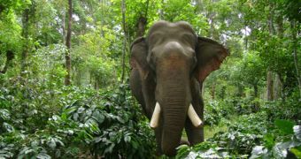 Relocated Elephants Become More Aggressive, Kill People