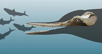 Reconstruction of the profile of newly discovered ancient dolphin species