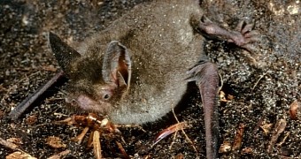 Remains of Walking Bat Found in New Zealand