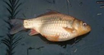 Remarkable Physiology Allows Crucian Carp to Survive Months Without Oxygen