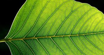 Researchers in Taiwan created a new nanoparticle that can turn leafs into diodes