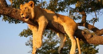 Report Speaks Against Reintroducing Captive Lions into the Wild