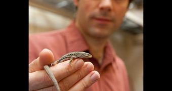 Reptile Extinction Proves What Climate Change Can Do