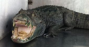 Reptile Guards Pot Stash, Dies After Authorities Recover It