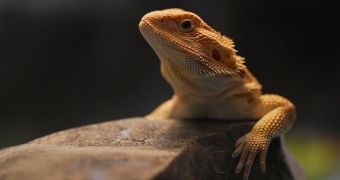 Reptiles Evolved Once the Rainforests Collapsed