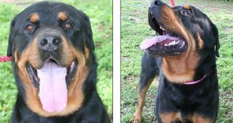 Rottweiler killed by new owner just 4 days after adoption