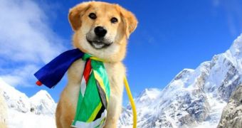 Rescue dog named Rupee climbs Mount Everest together with owner Joanne
