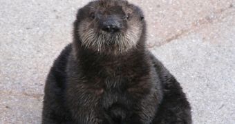 Rescued otter now on public display at the Monterey Bay Aquarium in the US