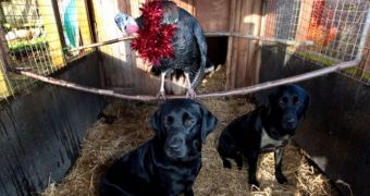 Rescued Turkey Thinks It’s a Dog, “Barks” Every Once in a While