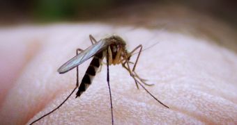 Mosquitoes account for most deaths in human history