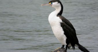 Cormorant amazes researchers in Patagonia