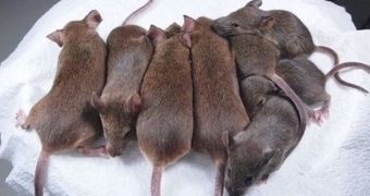 Researchers engineer 581 genetic copies of the same mouse