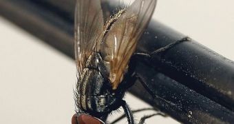 A picture of Musca Domestica, the common house fly