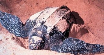 Leatherback turtles are currently classified as critically endangered by the IUCN