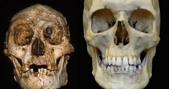 Researchers say Homo floresiensis was a self-standing species