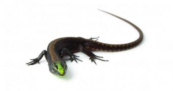 Researchers find new lizard species in Ecuador