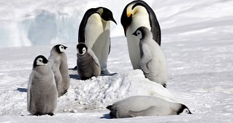 Study finds penguins are pretty much clueless about what fish tastes like