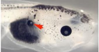 Tadpoles grow eyes on their tails, can actually use them to see