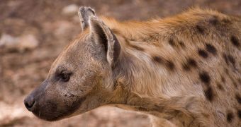 Spotted hyenas reveal a wealth of information through their laughter and giggles