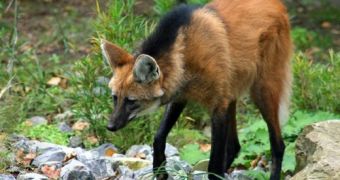 Researchers ready themselves to clone the first maned wolf