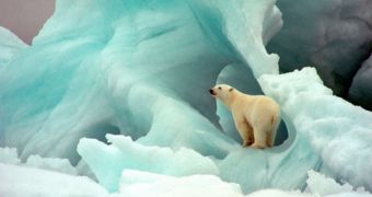 Researchers want to spy on polar bears to determine how they are responding to changing environmental conditions