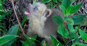 Baby olinguito living at wildlife sanctuary in Colombia
