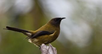 Zoologists working in New Zealand claim to have found a transgender bellbird