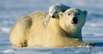 Researchers use satellite tracking collars to monitor polar bears