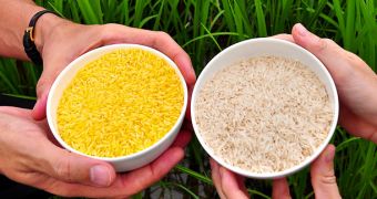 Greenpeace accuses researchers of putting 24 children in danger by feeding them golden rice